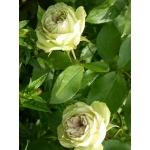 Lovely Green (Лавли Грин)